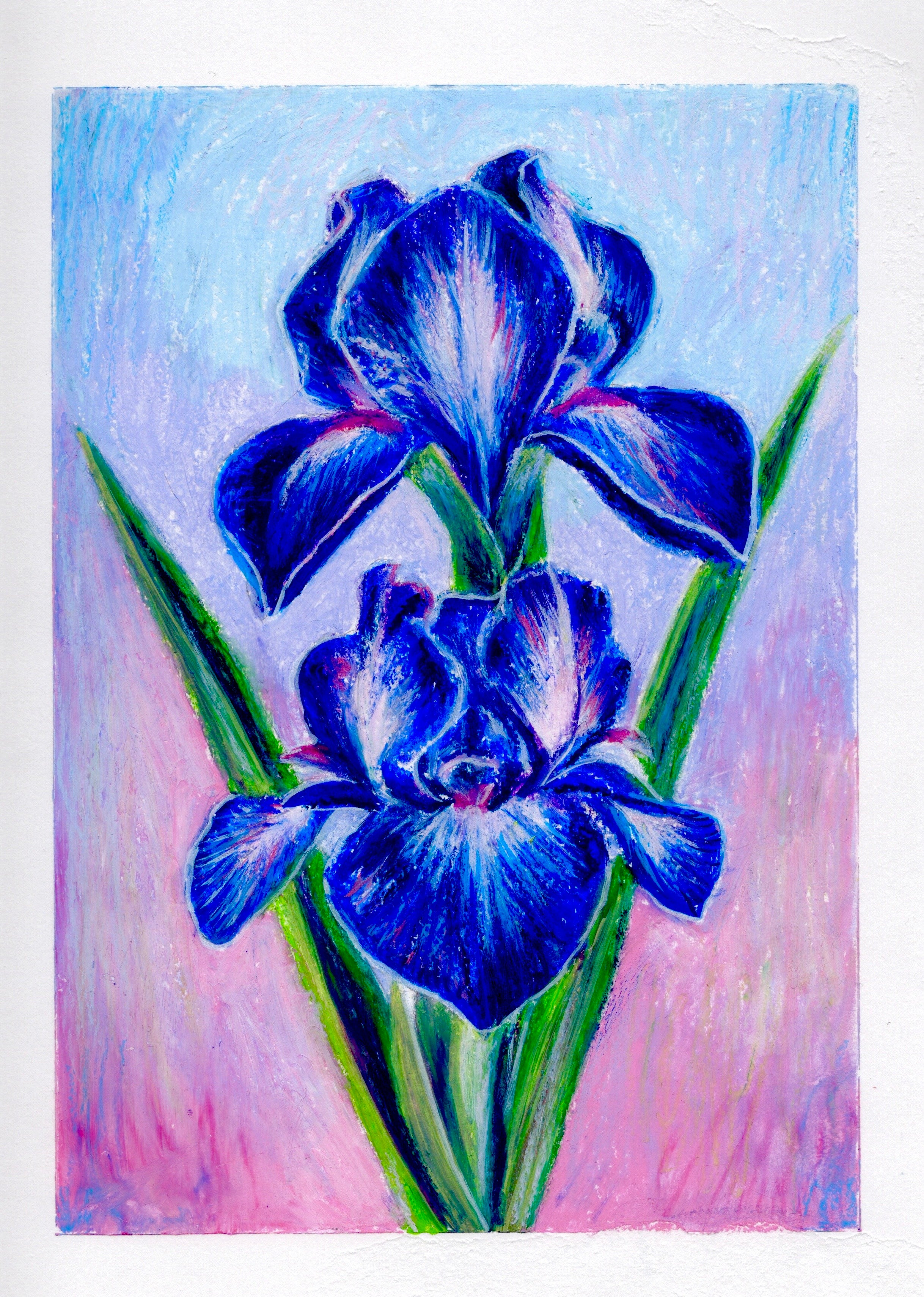Irises